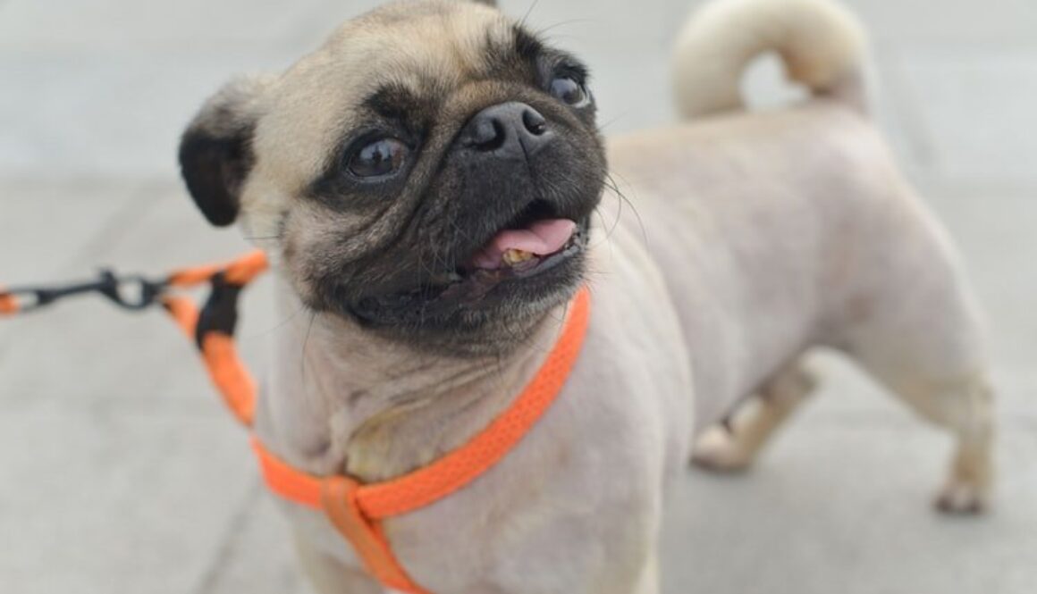 Seguros, Objetivos, Póliza, Finanzas Personales, Seguridad Financiera, Tranquilidad, Familia, Auto, Empresa, Mascotas